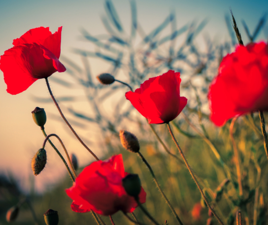 Novemberviering (vergroot foto)